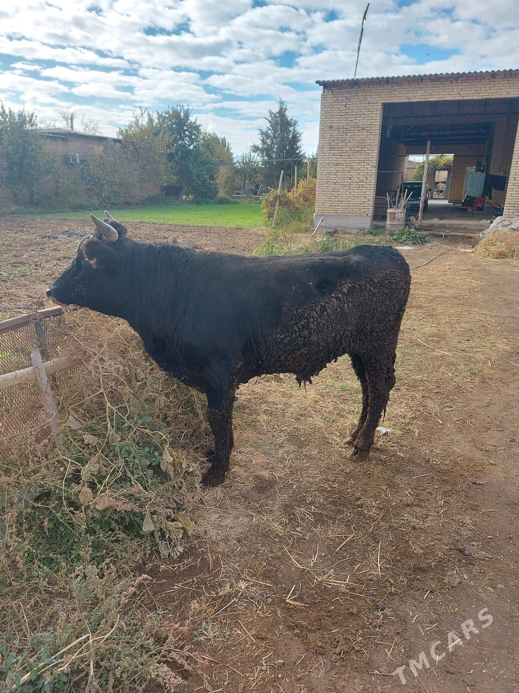 okuz - Туркменабат - img 2