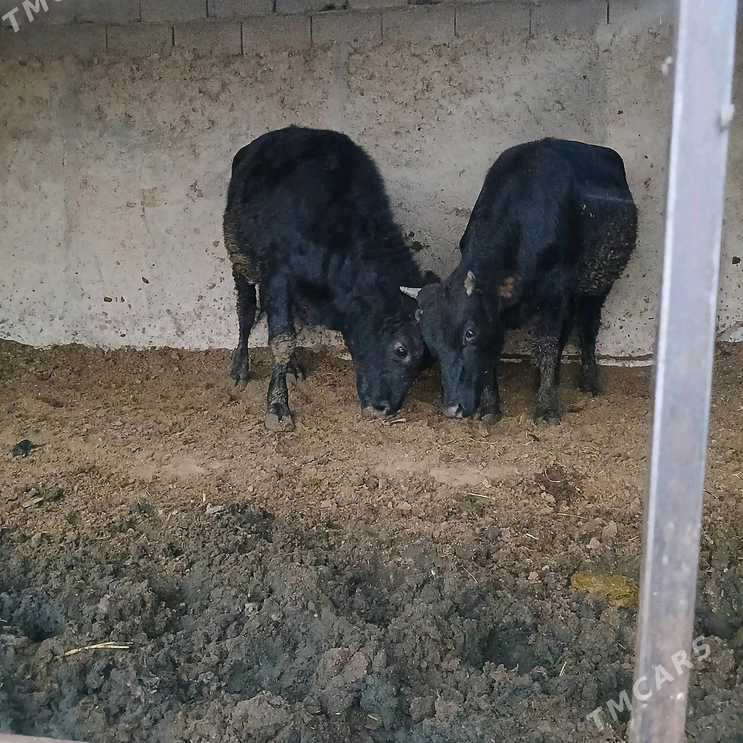 öküz 2sany - Анев - img 5