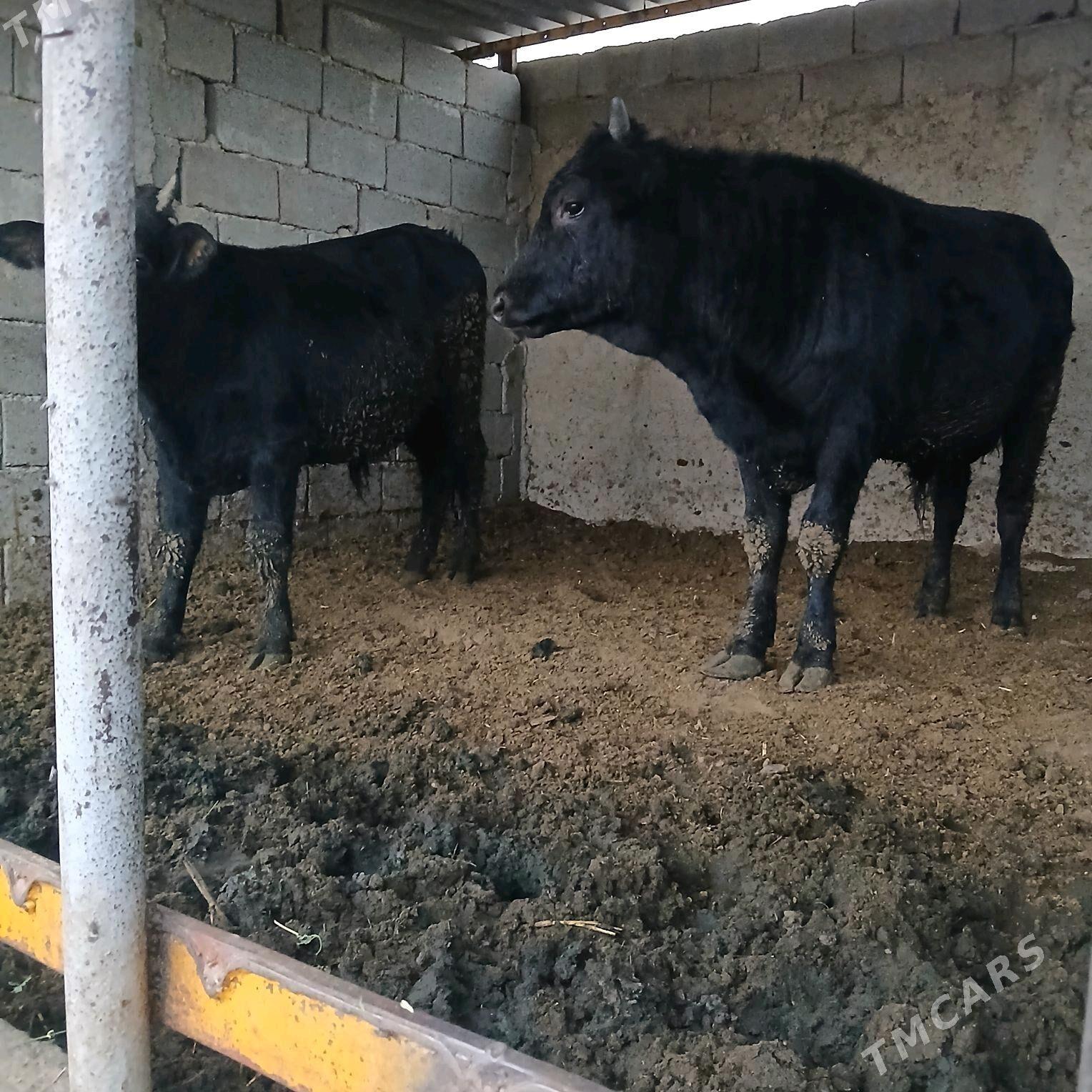 öküz 2sany - Анев - img 3