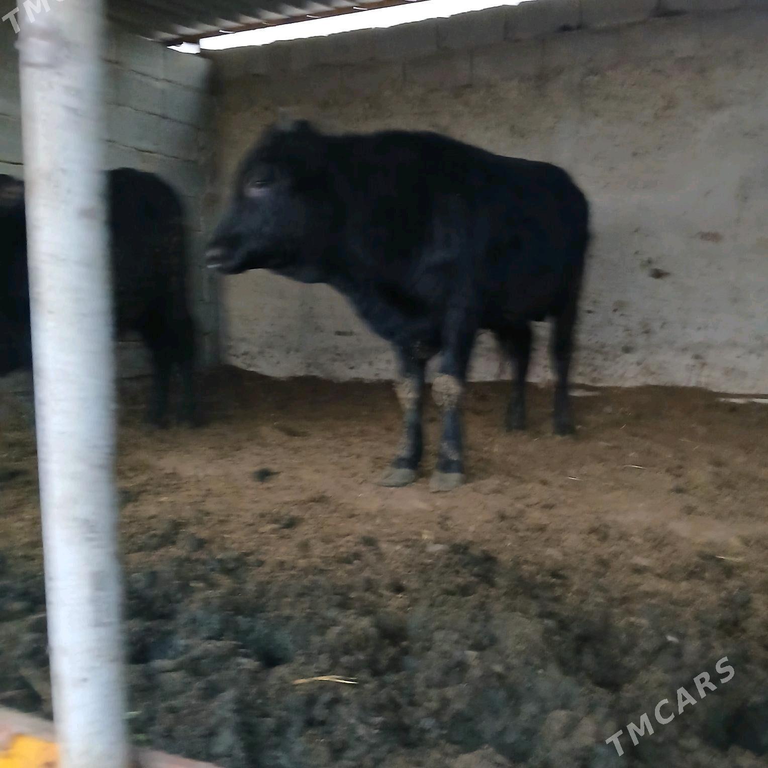 öküz 2sany - Анев - img 6