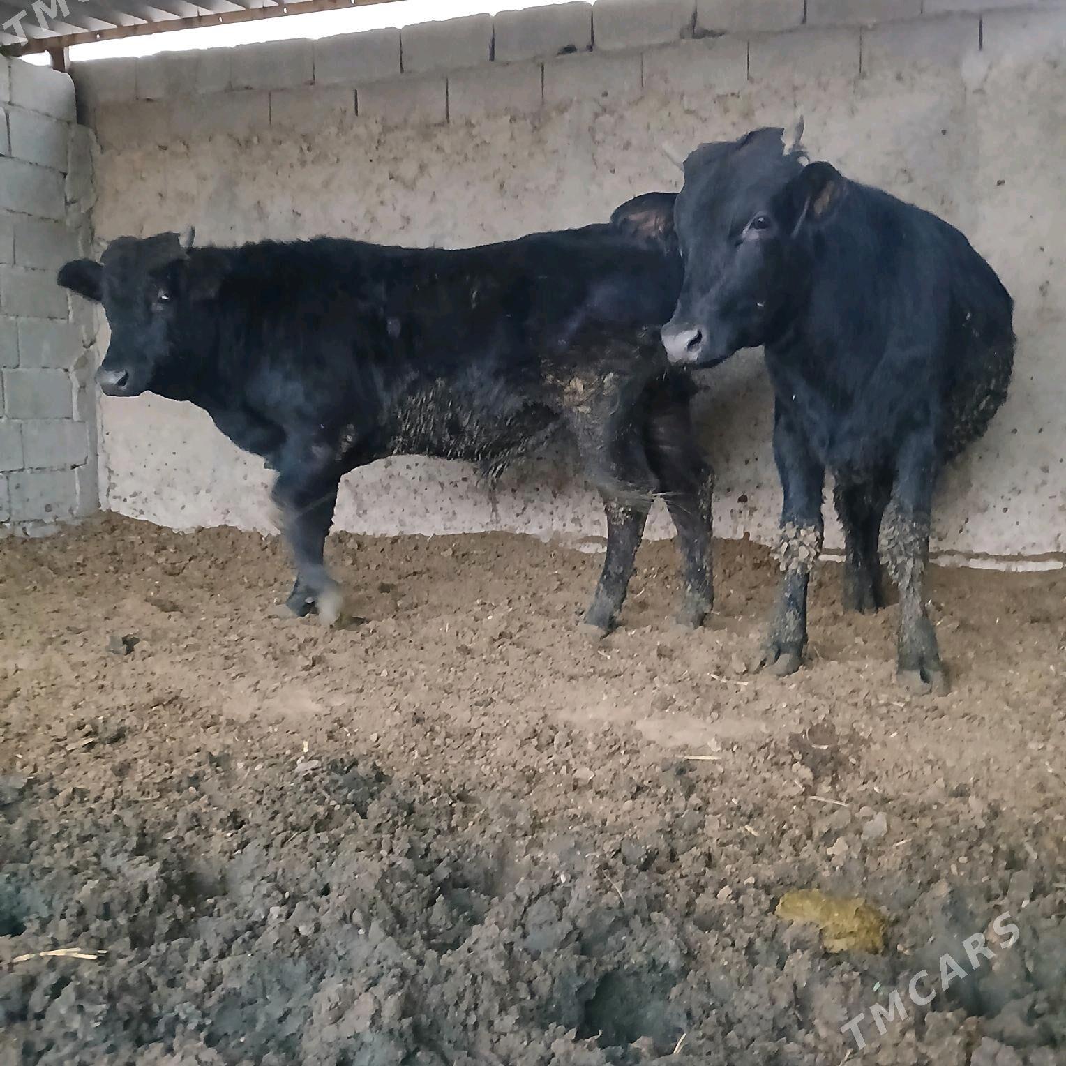 öküz 2sany - Анев - img 8