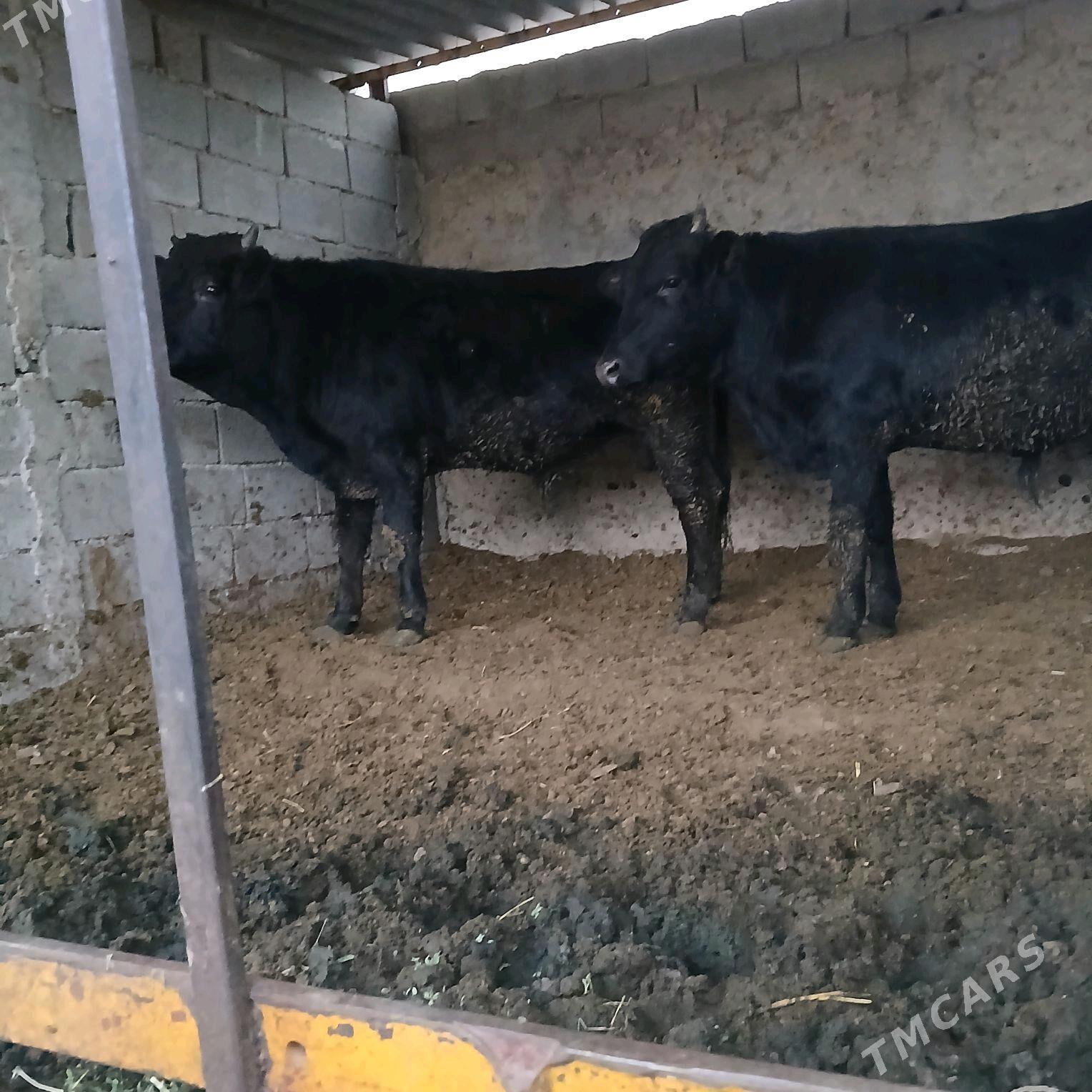 öküz 2sany - Анев - img 2