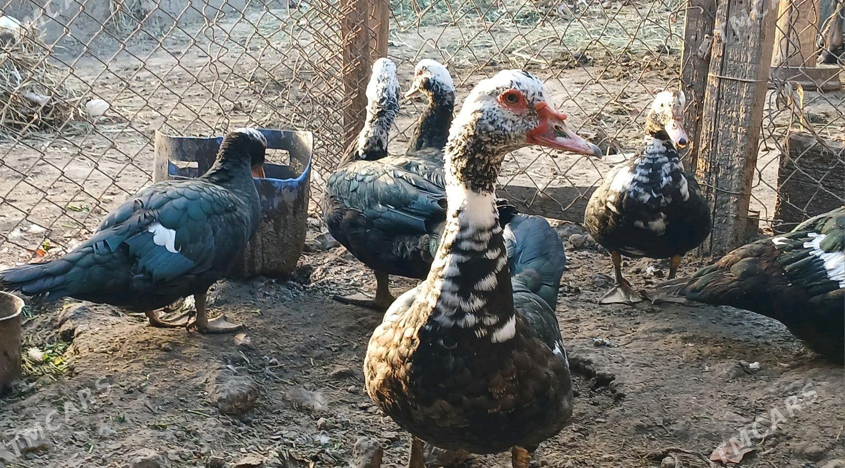 indautga - Гёкдже - img 2