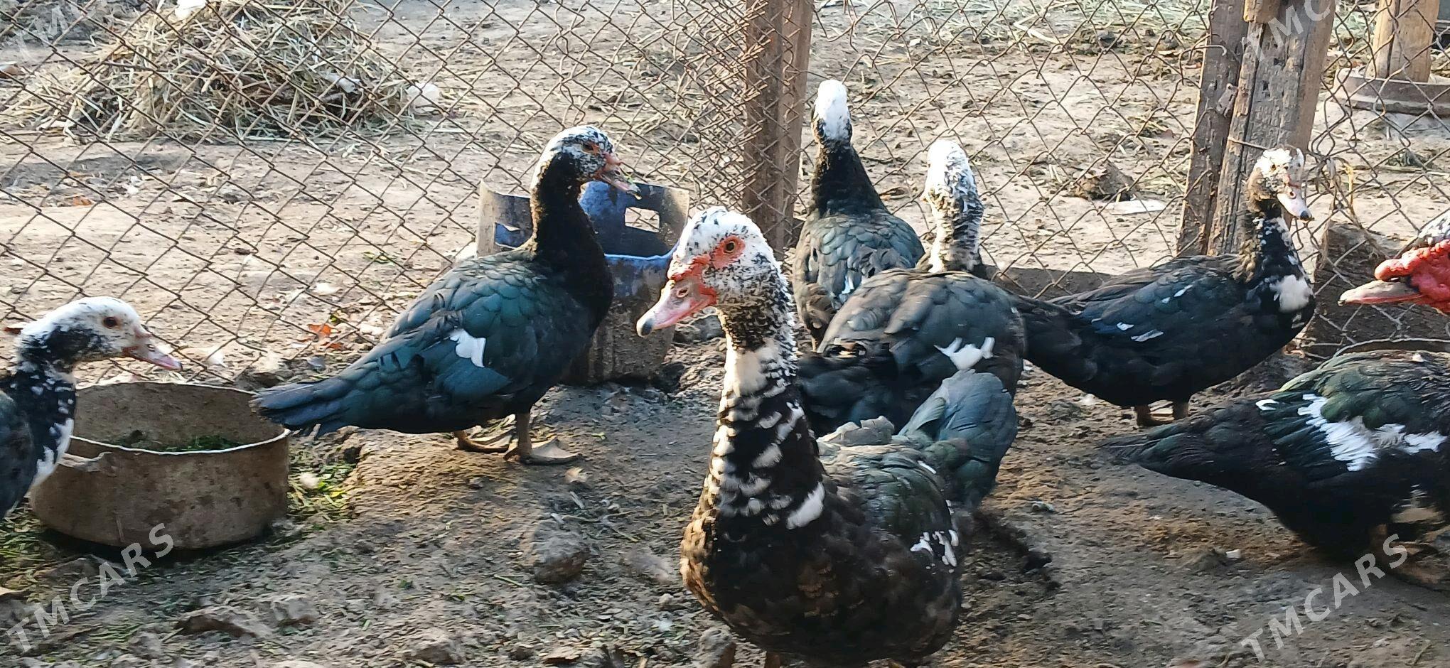 indautga - Гёкдже - img 1