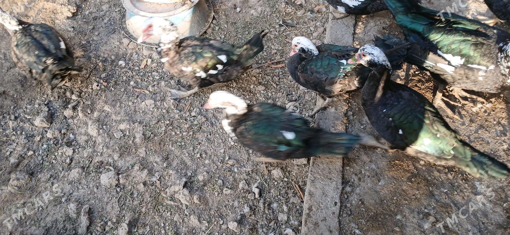 indautga - Гёкдже - img 3