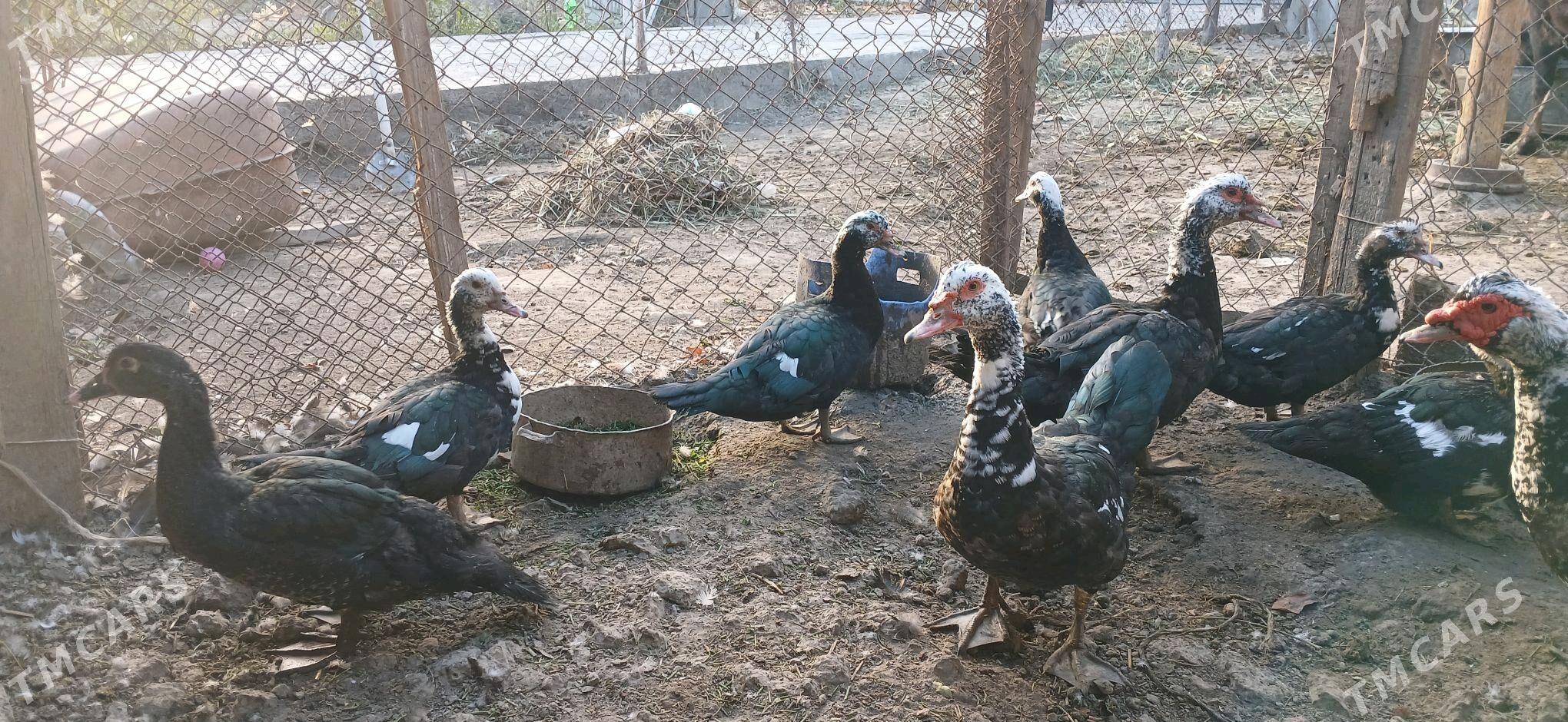 indautga - Гёкдже - img 4