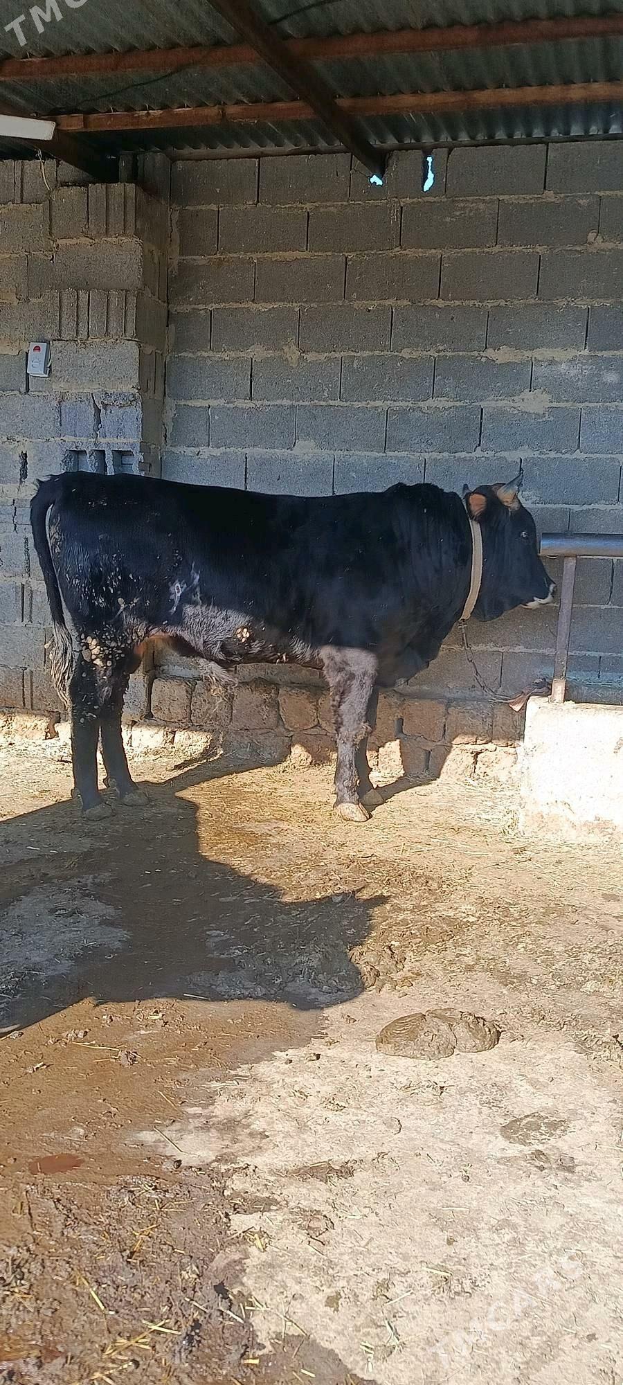 arsa şwes okuz - Bäherden - img 1