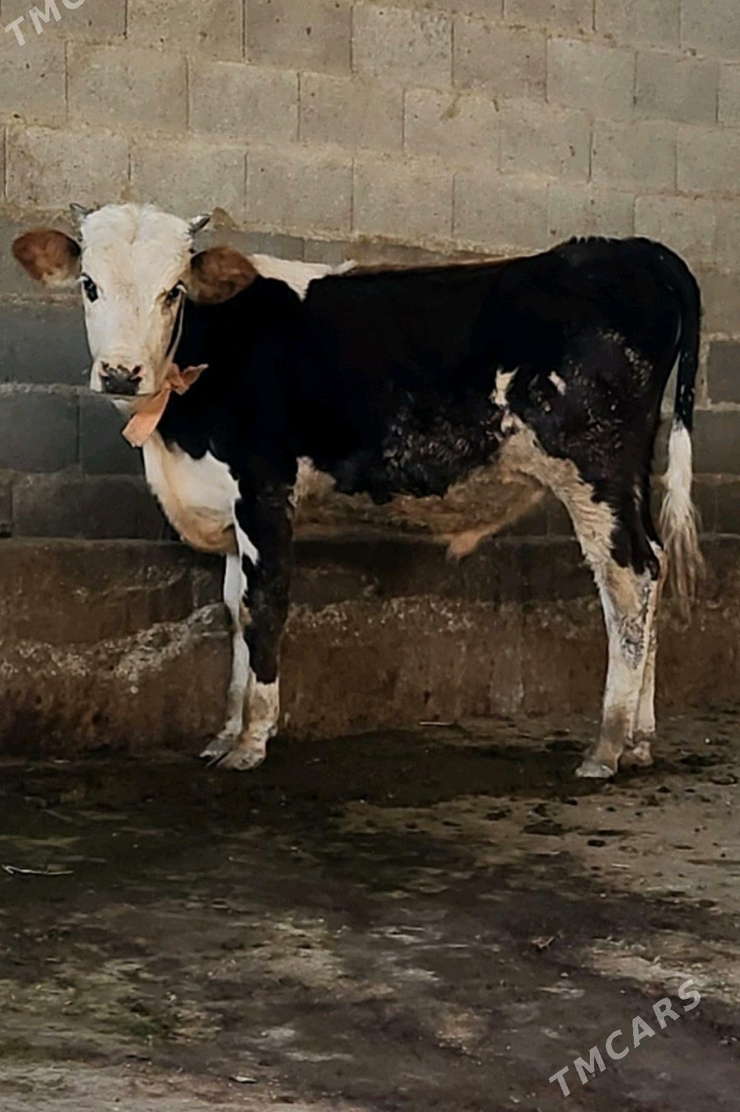 Okuz - Бахарден - img 1