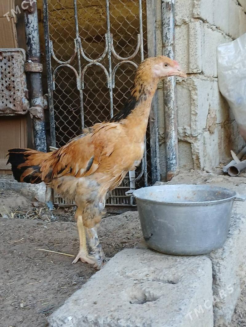 Taskent juje - Büzmeýin - img 1