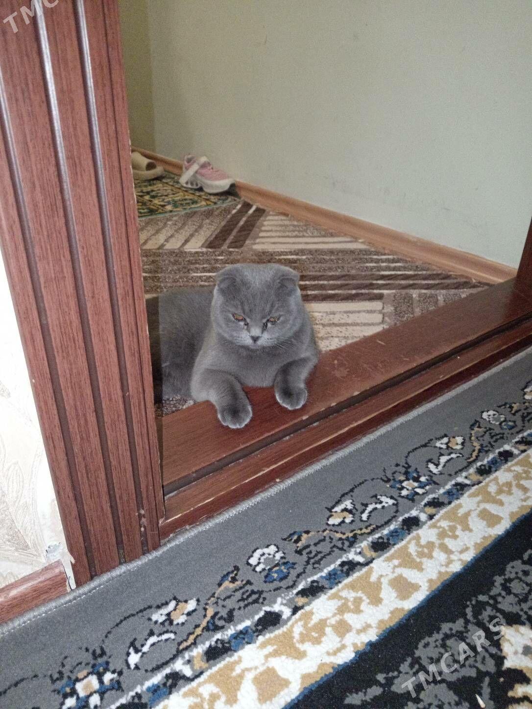 Вислаухая девочка - Ашхабад - img 3