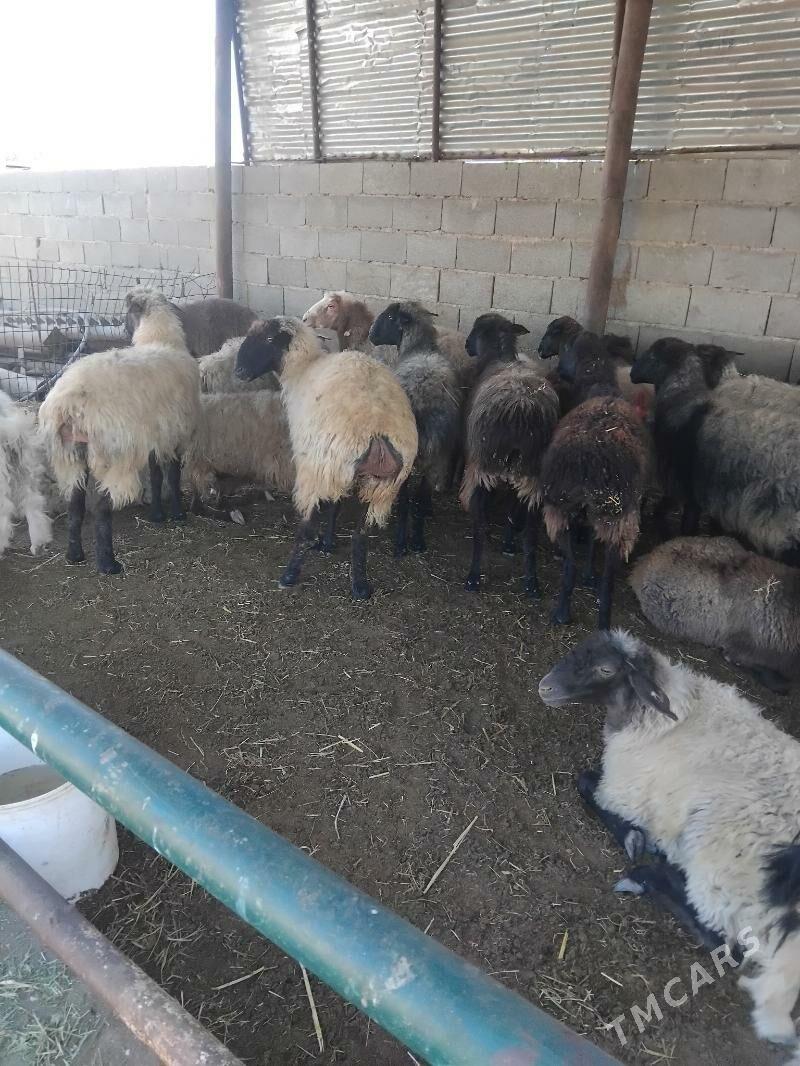 goyun - Бахарден - img 5