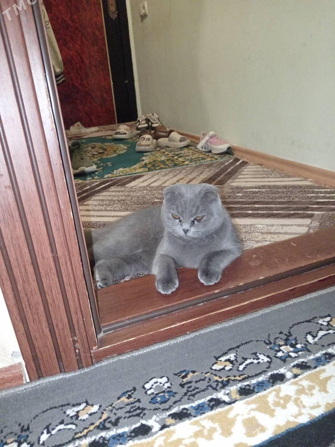 Вислаухая девочка - Ашхабад - img 1