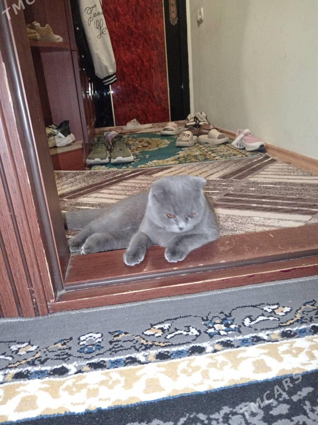 Вислаухая девочка - Ашхабад - img 2