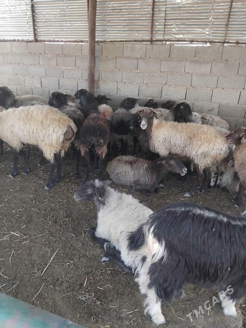 goyun - Бахарден - img 4