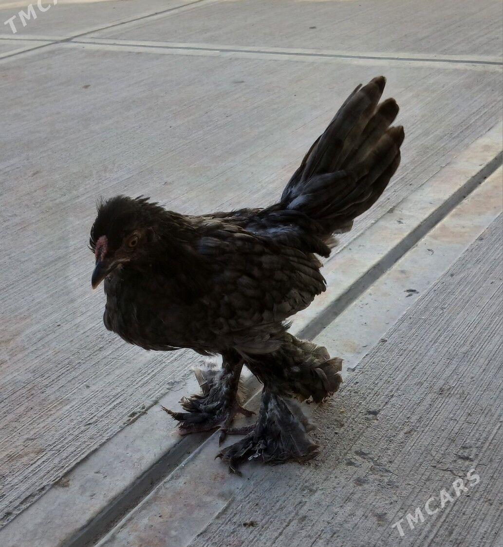 karlik - Büzmeýin - img 1