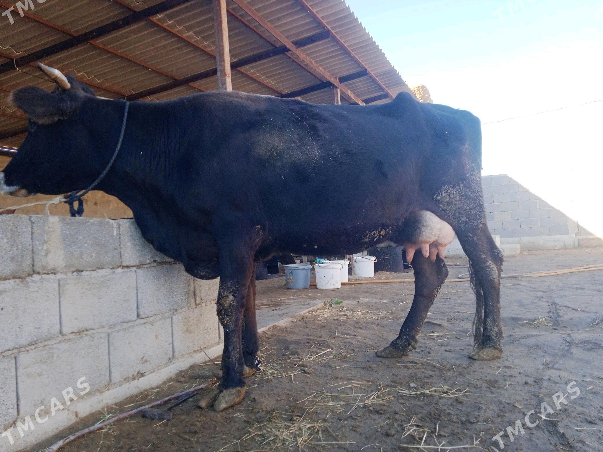 göleli sygyr - Ак-Бугдайский этрап - img 1