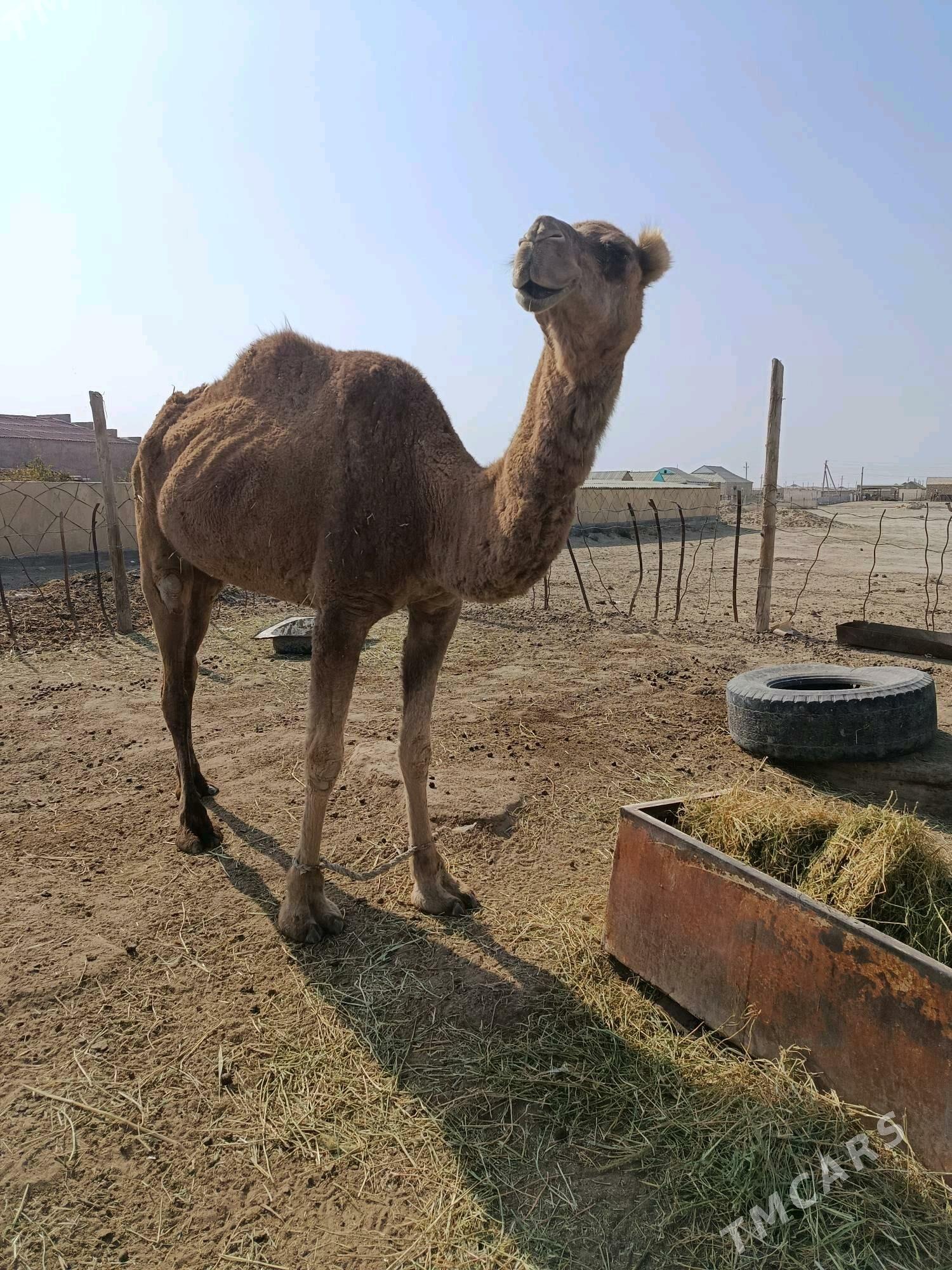 Duye - Эсенгулы - img 1