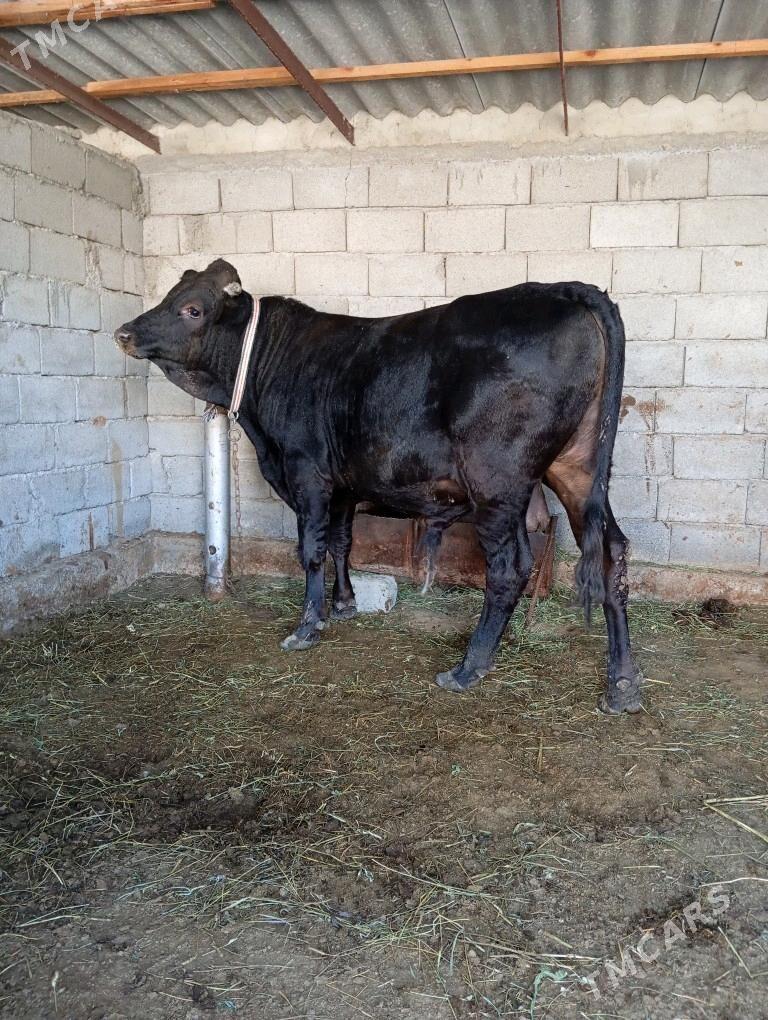 öküz - Гёкдепе - img 2