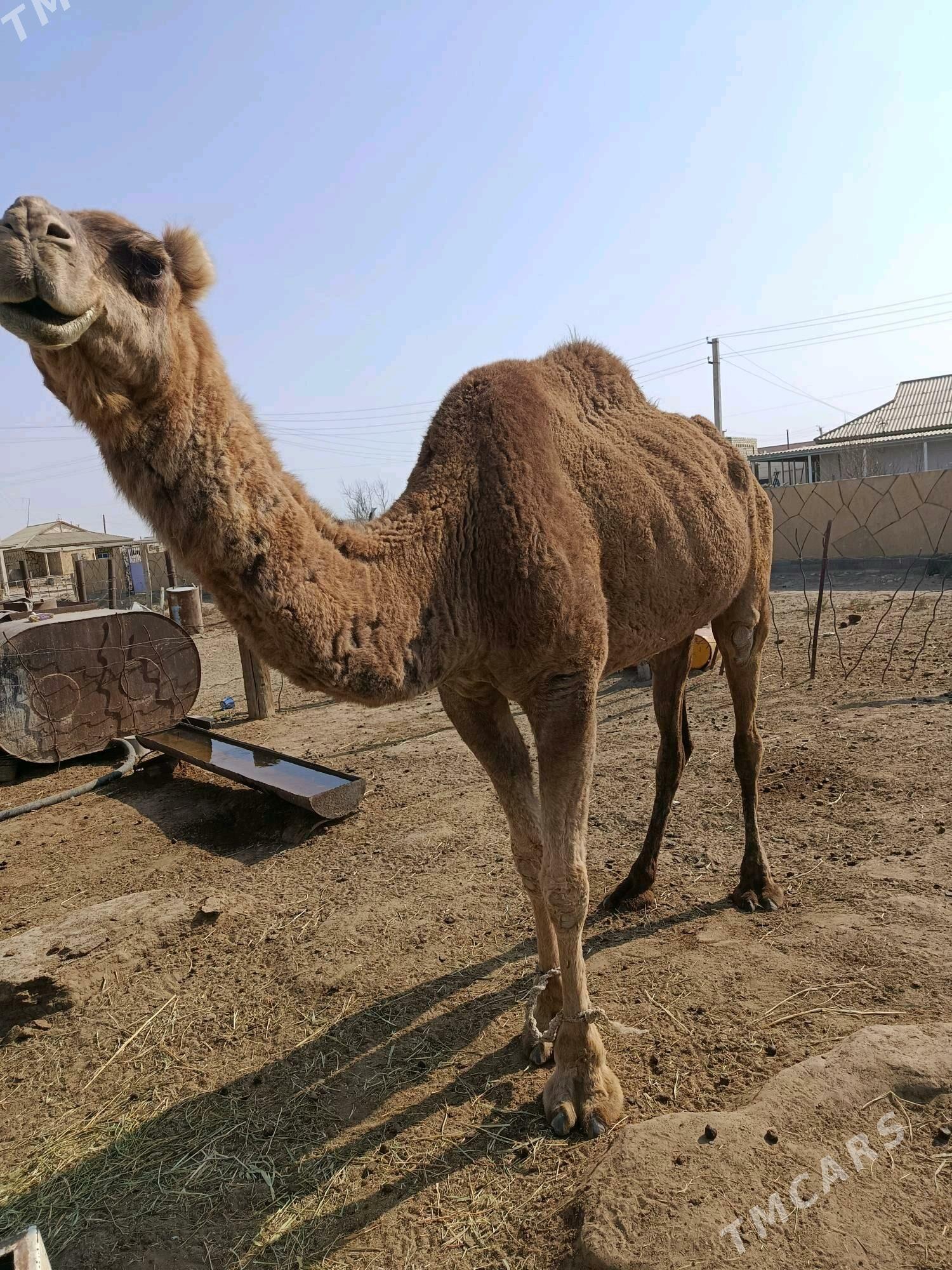 Duye - Эсенгулы - img 3