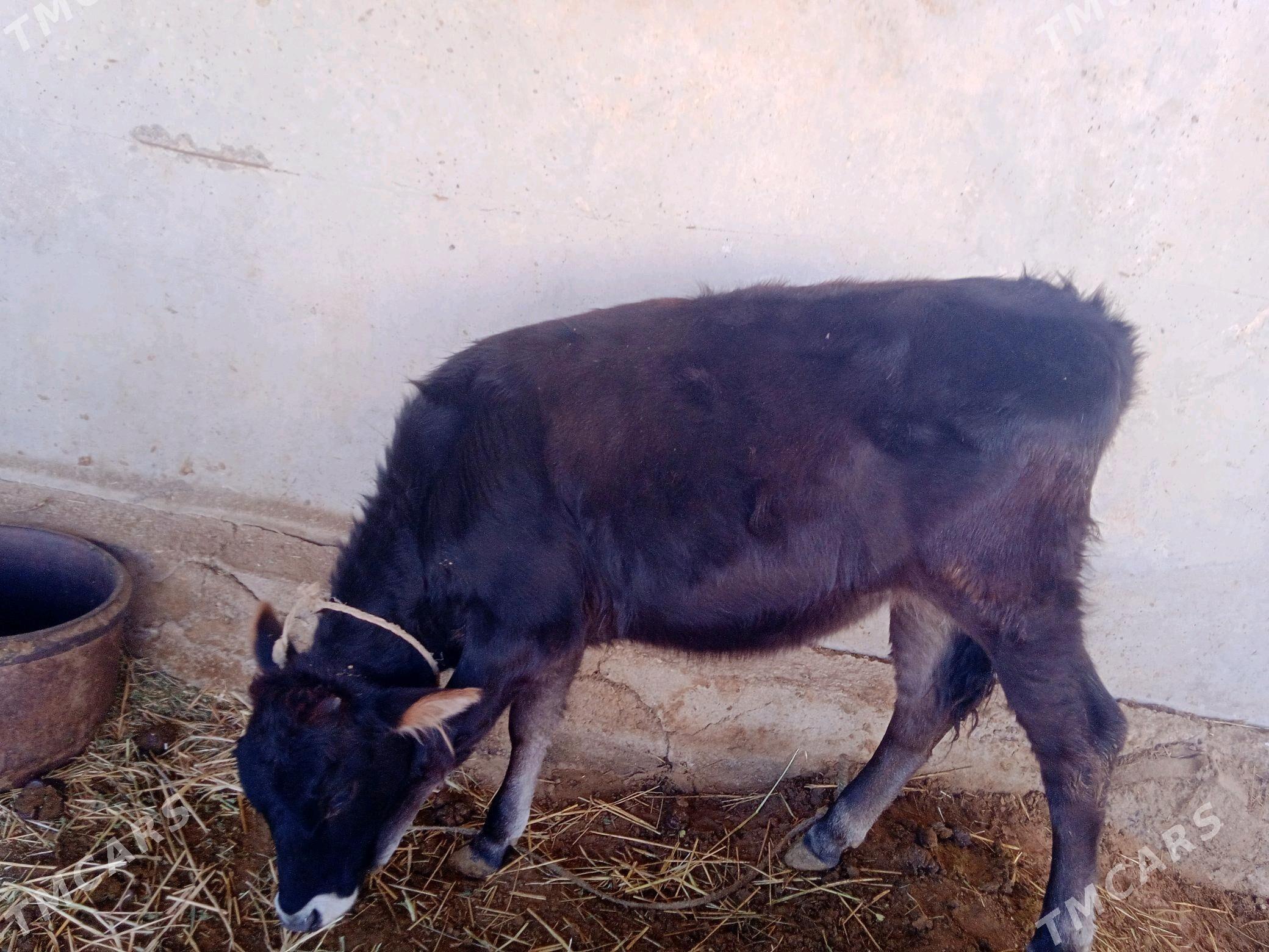 göleli sygyr - Ак-Бугдайский этрап - img 3