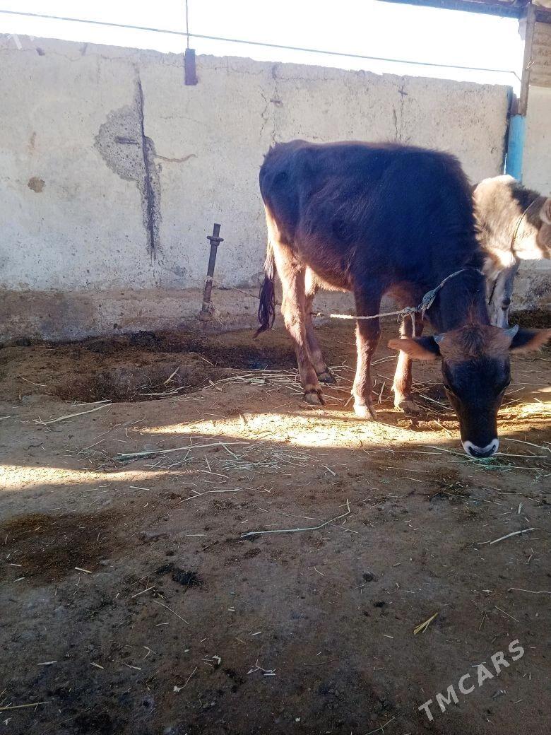 göleli sygyr - Ак-Бугдайский этрап - img 5