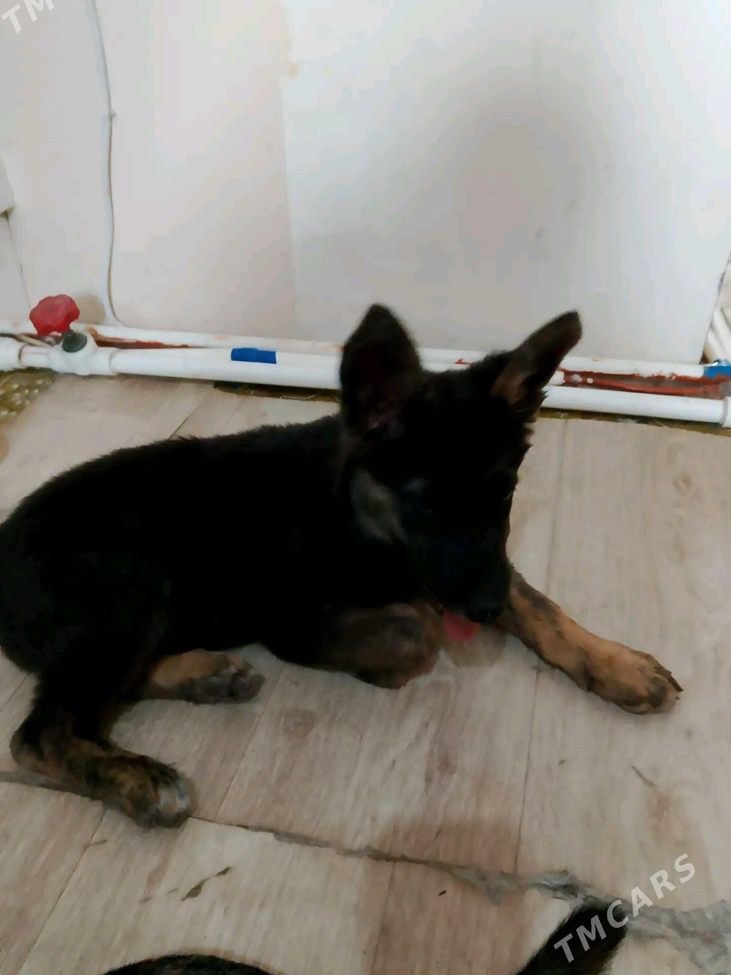 Овчарка полукровка - Туркменабат - img 1