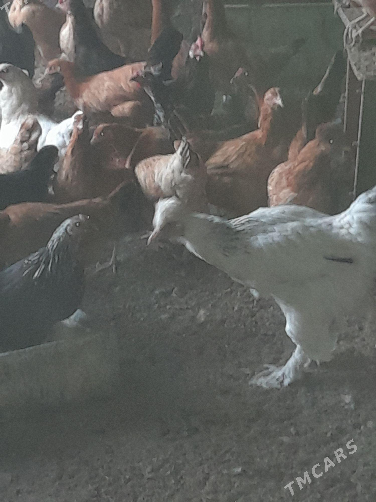 товуклар - Gökje - img 3