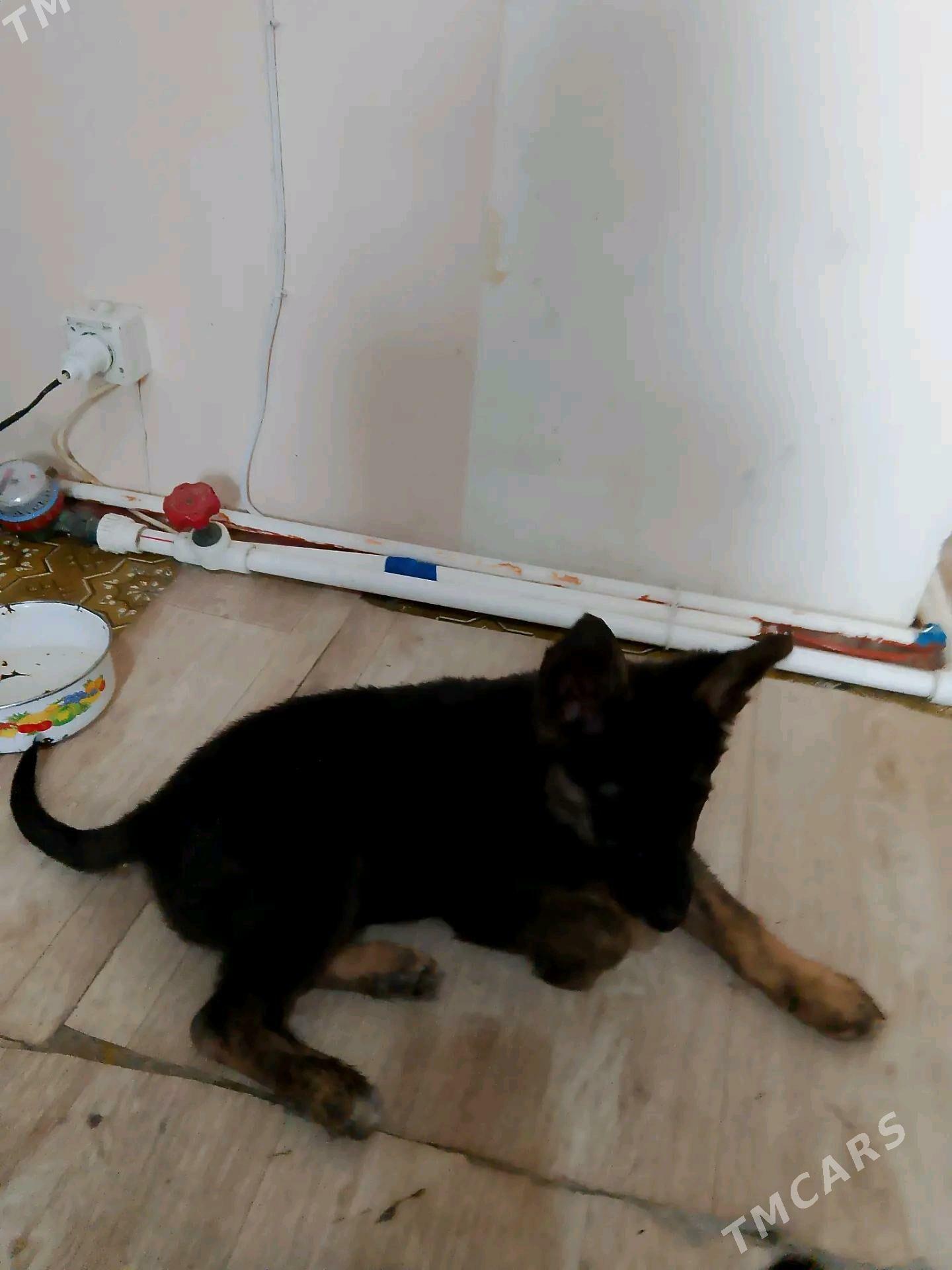 Овчарка полукровка - Туркменабат - img 2