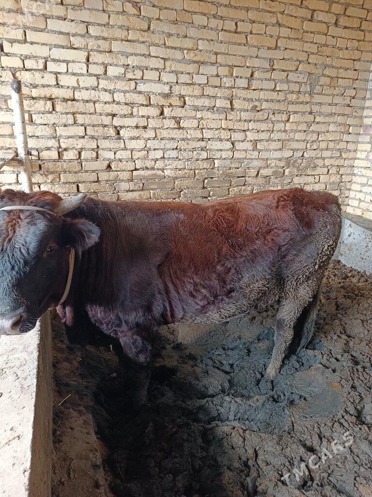 baklik Öküz - Туркменабат - img 2