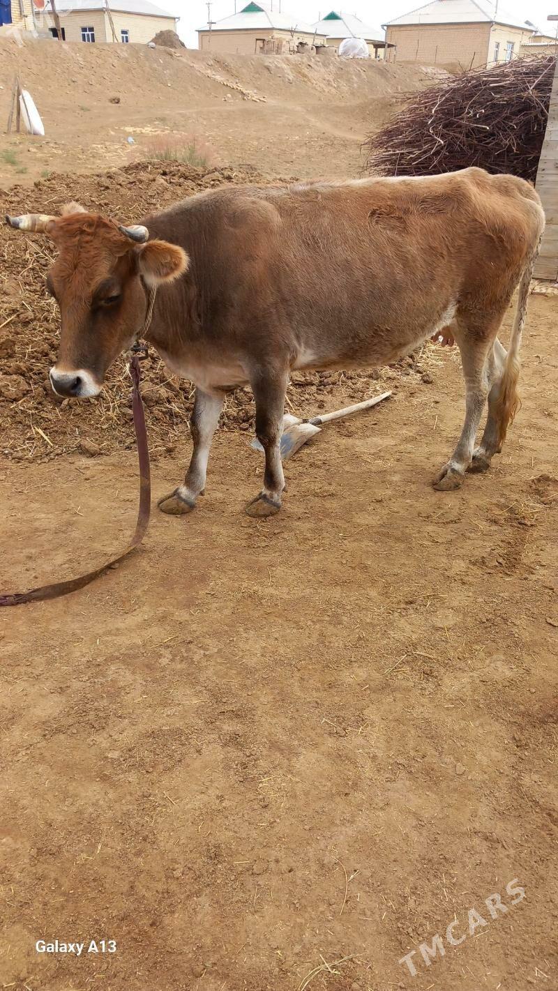 göleli sygyr - Сакарчага - img 2