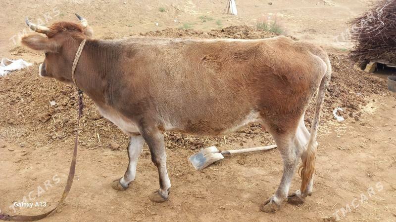 göleli sygyr - Сакарчага - img 3