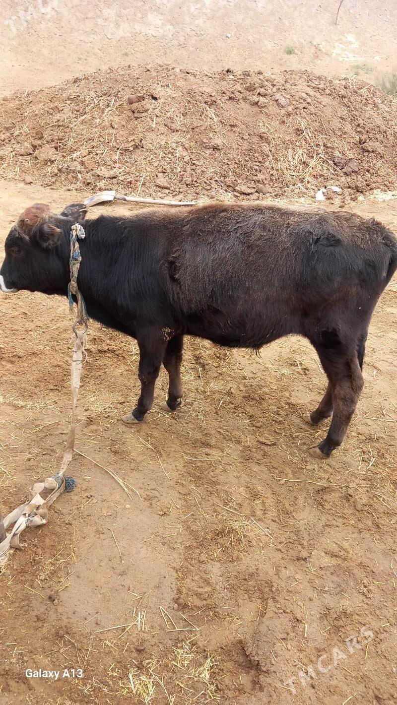 göleli sygyr - Сакарчага - img 8