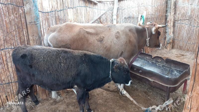 göleli sygyr - Сакарчага - img 5