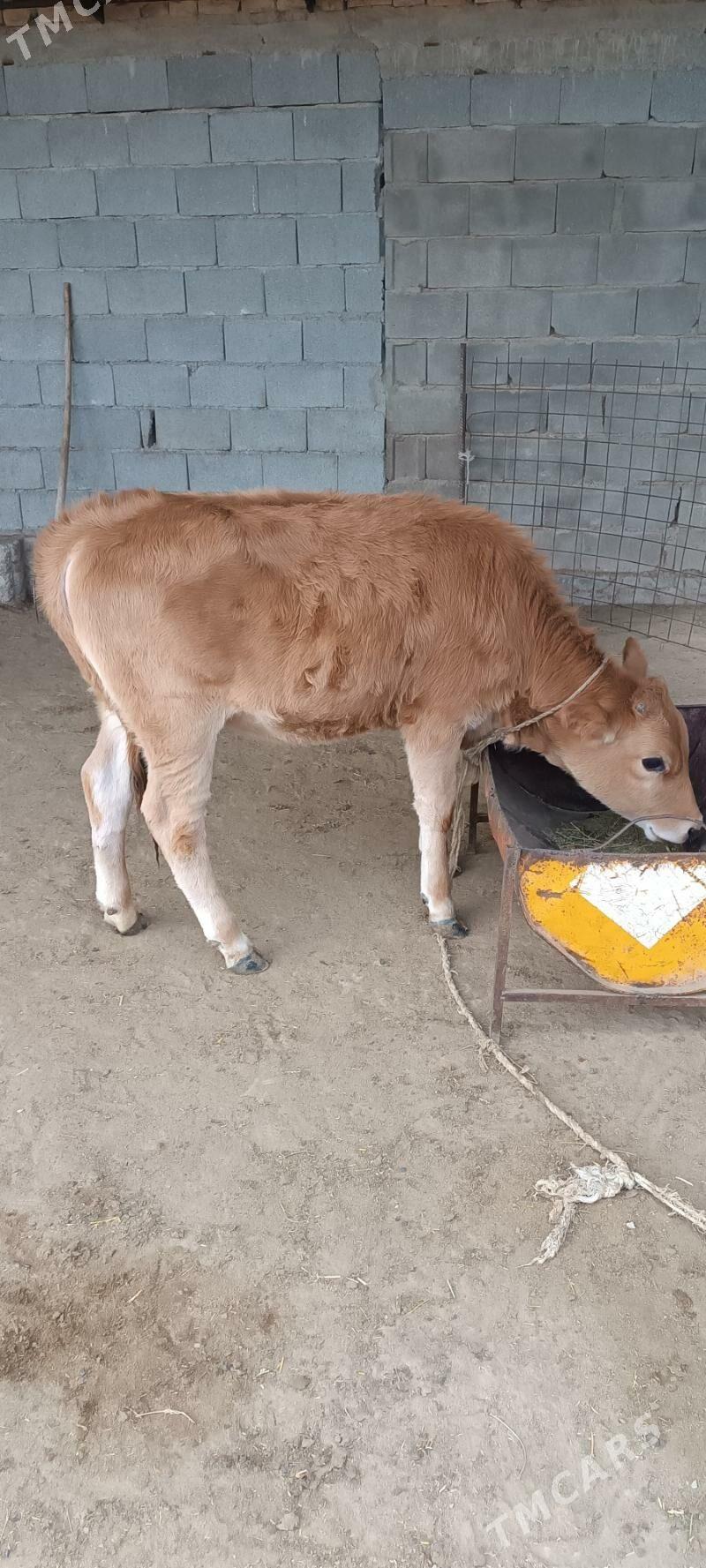 Tuwe - Ak bugdaý etraby - img 1