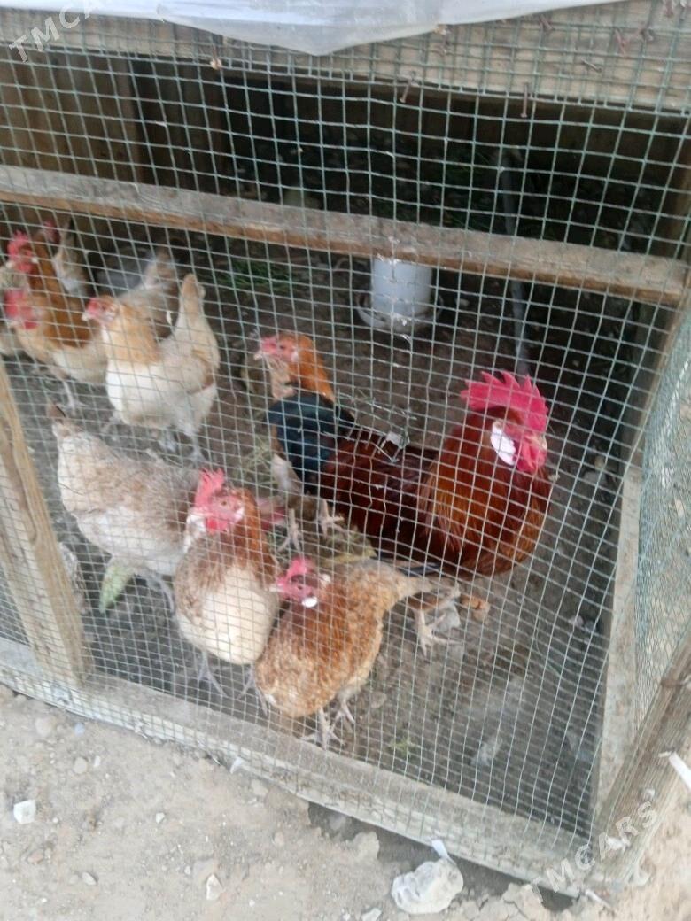 towuk - Änew - img 1