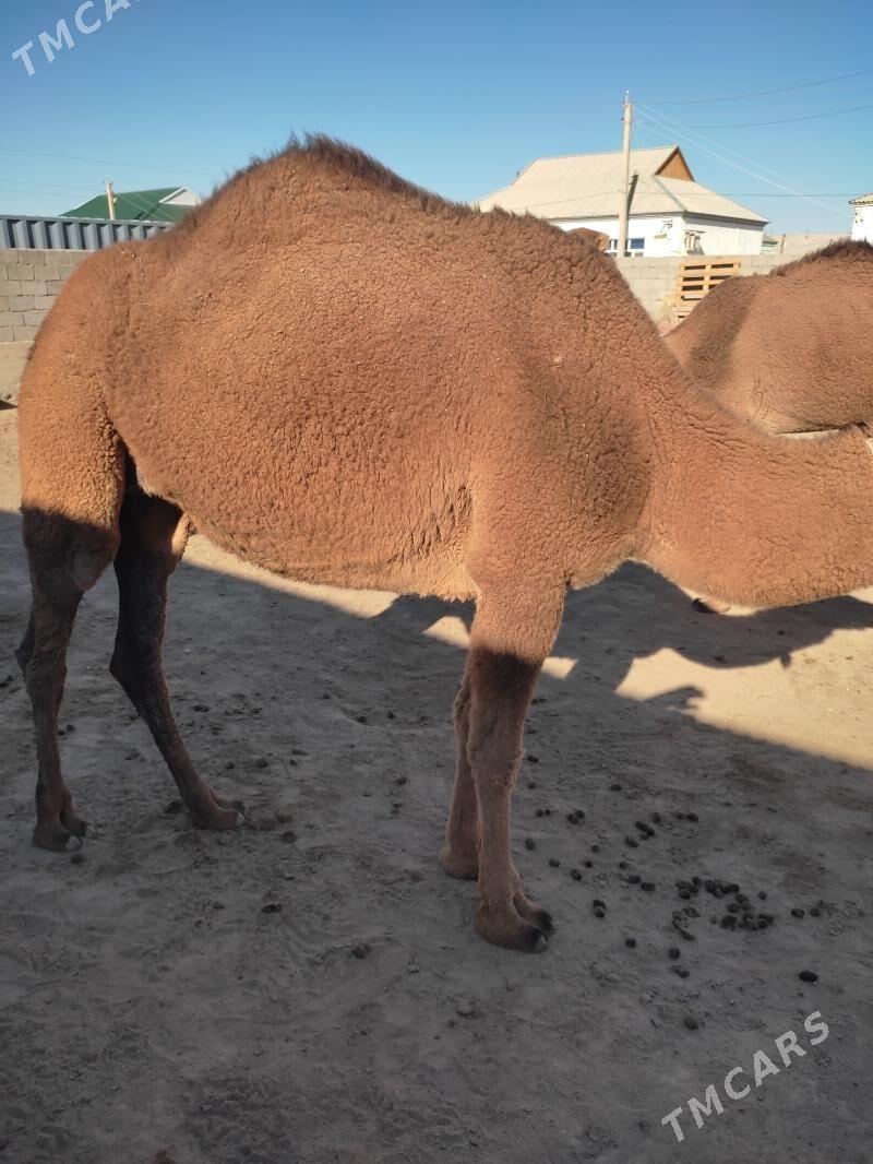 Dulç düýe - Джебел - img 4