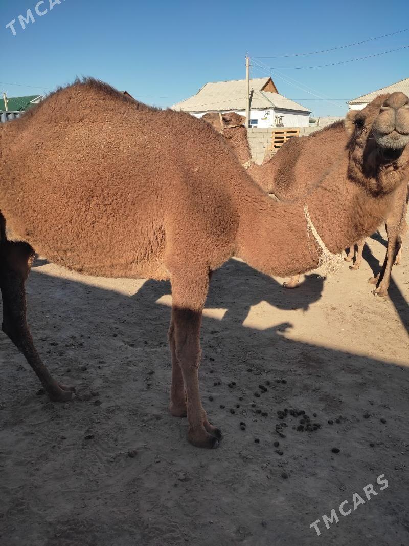 Dulç düýe - Джебел - img 5