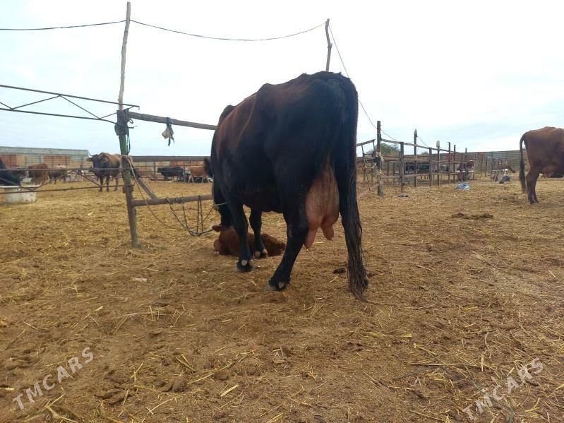 göleli. - Wekilbazar - img 2