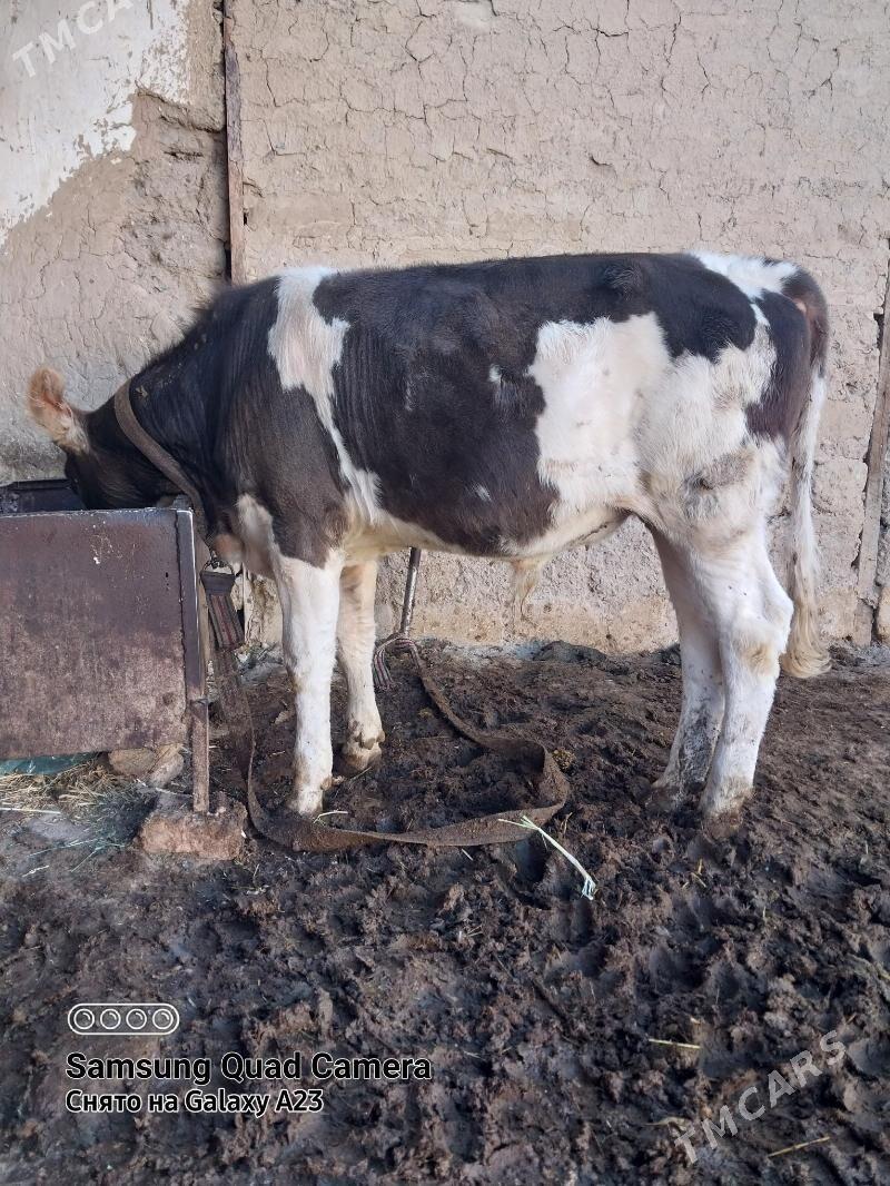 öküz - Gyzylarbat - img 2