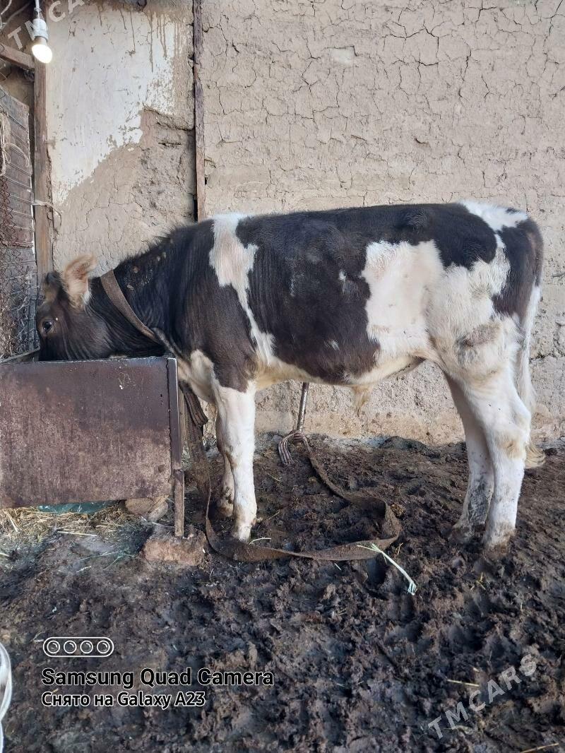 öküz - Gyzylarbat - img 3