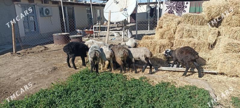 goŷun - Ruhabat (90-njy razýezd) - img 1