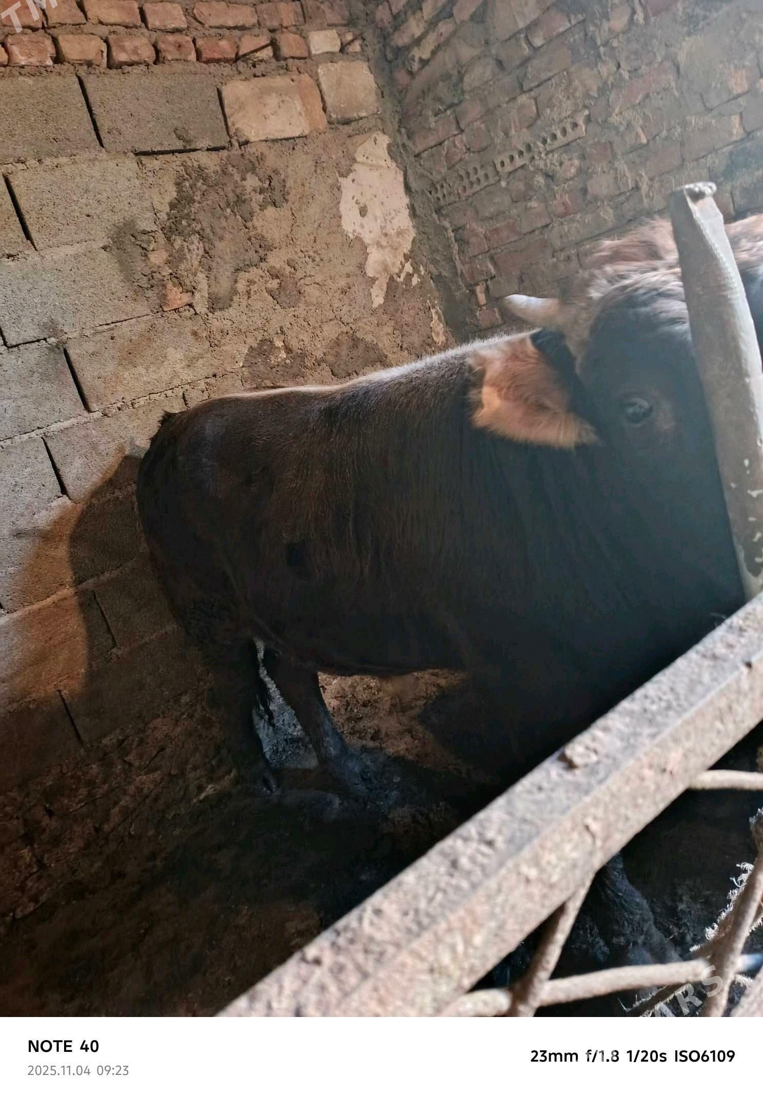 ökuz - Берекет - img 2