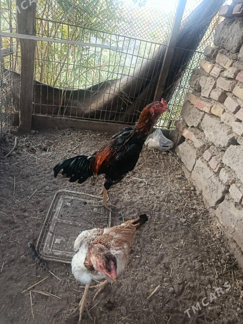 Boysok horaz bilen towuk - Türkmenabat - img 1