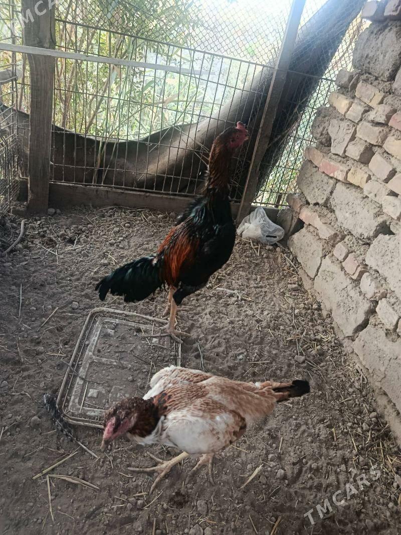 Boysok horaz bilen towuk - Türkmenabat - img 2