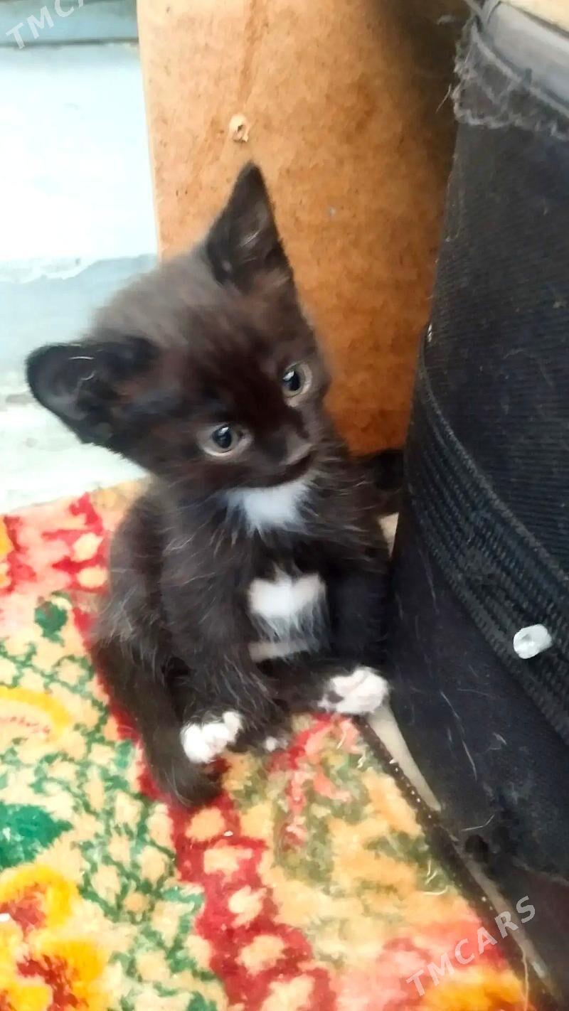 котята - Aşgabat - img 2