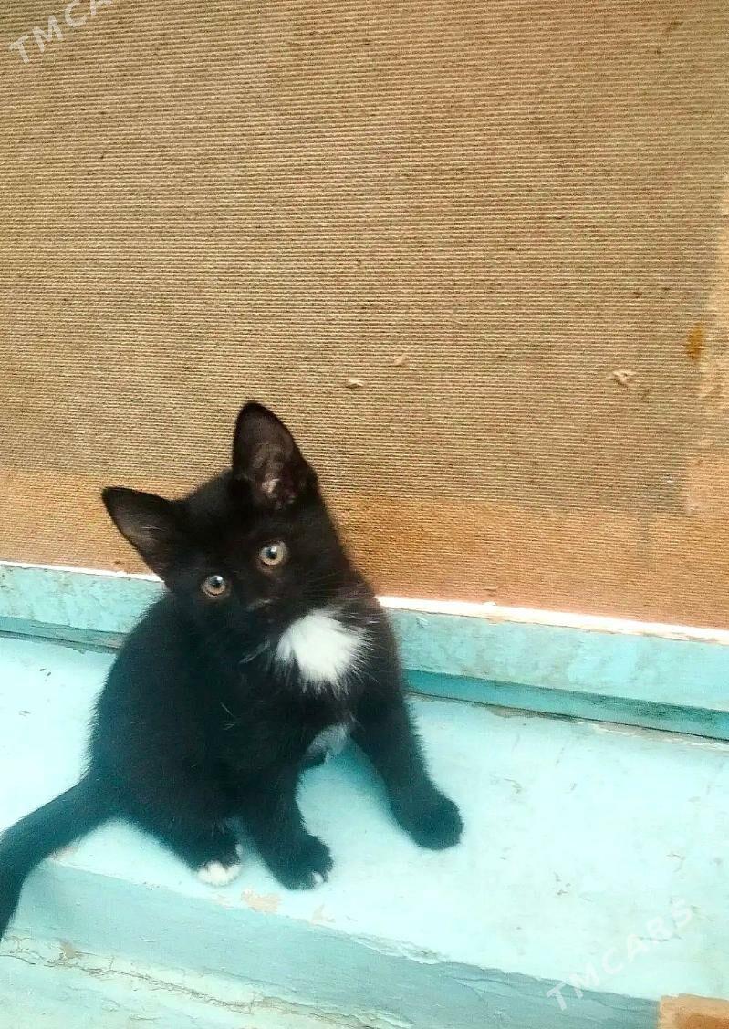 котята - Aşgabat - img 1