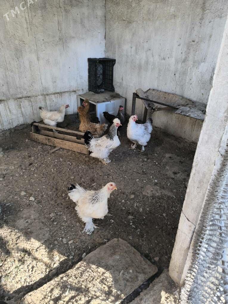 towuk - Balkanabat - img 3