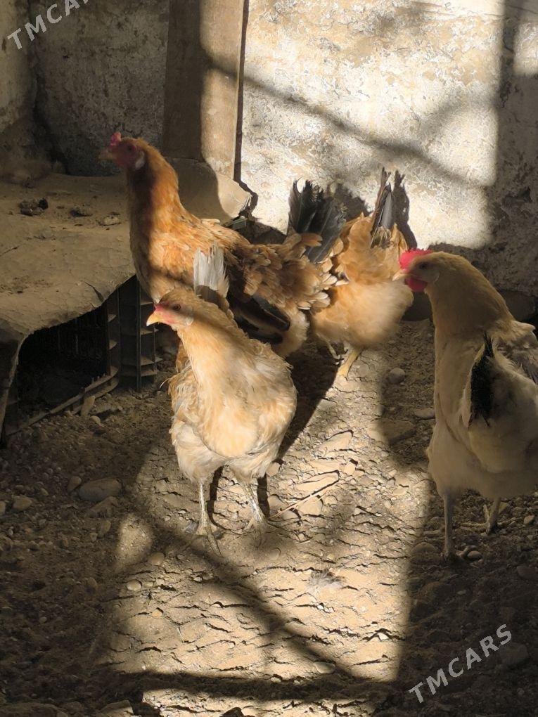 towuk - Balkanabat - img 2