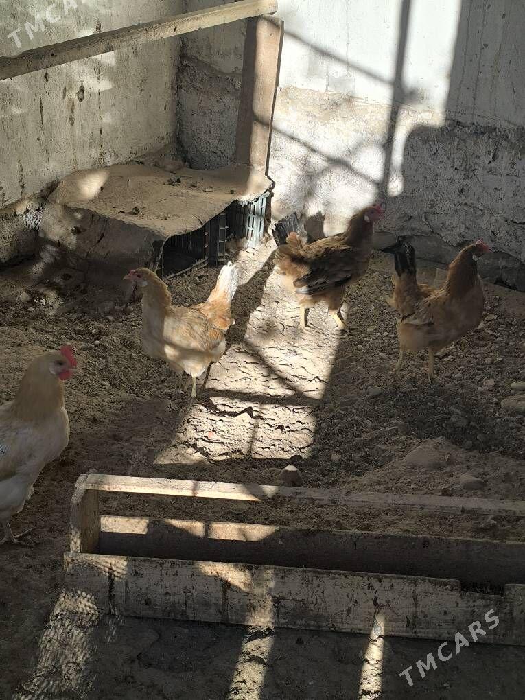 towuk - Balkanabat - img 1