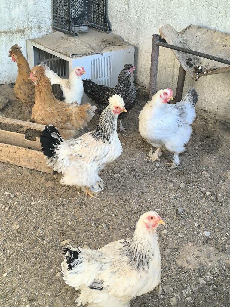 towuk - Balkanabat - img 4